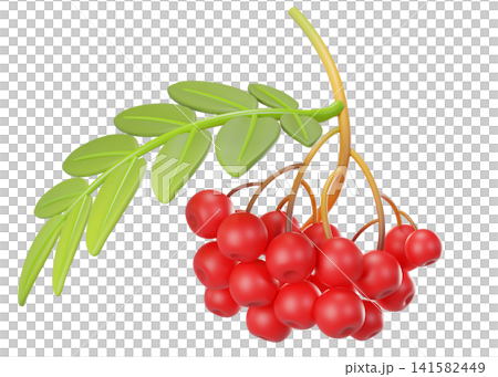 3D rowan berry branch with red berries, green leaves, isolated on background. Botanical illustration for autumn design, nature, seasonal decoration. 3d render 3D rowan berry branch with red berries, green leaves, isolated on background. Botanical illustration for autumn design, nature, seasonal decoration. 3d render 141582449