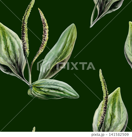 Plantain seamless pattern watercolor illustration on dark background. Plantago medicinal herb for organic hair care pharmacy branding, men healing shave packaging, natural cosmetics health print 141582509
