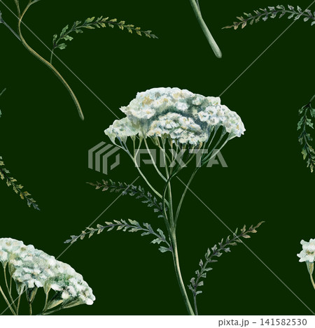 Yarrow seamless pattern watercolor illustration on dark background. Achillea medicinal herb for premium men grooming packaging, organic detox cosmetics branding, luxury herbal elixir bottle print Yarrow seamless pattern watercolor illustration on dark background. Achillea medicinal herb for premium men grooming packaging, organic detox cosmetics branding, luxury herbal elixir bottle print 141582530