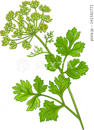 Anise Ordinary Plant with Flowers and Leaves Colored Detailed Illustration Anise Ordinary Plant with Flowers and Leaves Colored Detailed Illustration 141582771