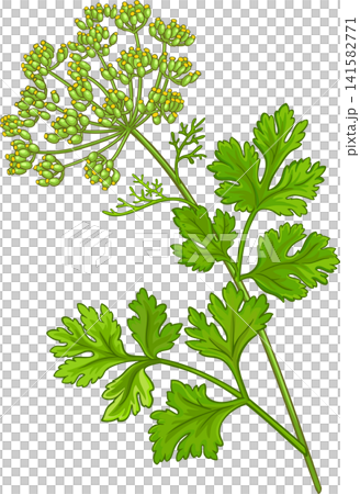 Anise Ordinary Plant with Flowers and Leaves Colored Detailed Illustration Anise Ordinary Plant with Flowers and Leaves Colored Detailed Illustration 141582771