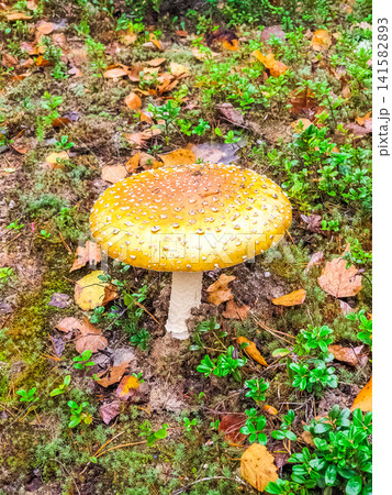 Yellow Orange Fly Agaric Mushroom with White Spots Growing on Forest Floor Among Moss and Autumn Leaves Yellow Orange Fly Agaric Mushroom with White Spots Growing on Forest Floor Among Moss and Autumn Leaves 141582893