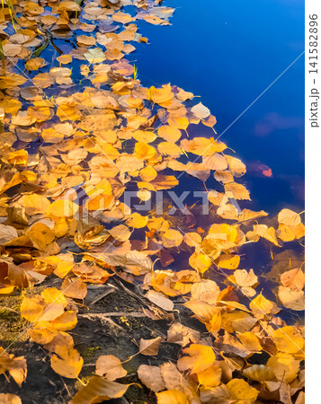 Yellow autumn leaves floating on blue water surface with green reeds at pond edge in fall season Yellow autumn leaves floating on blue water surface with green reeds at pond edge in fall season 141582896