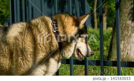 Guardian protection.Domestic dog's head west siberian laika,fencing Guardian protection.Domestic dog's head west siberian laika,fencing 141583033