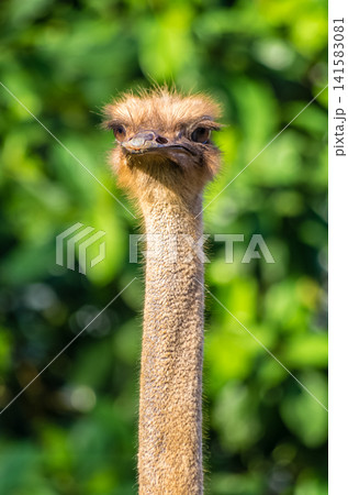Close-Up Portrait of Ostrich Head and Long Neck Against Soft Green Bokeh Background 141583081
