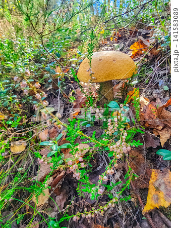 Mature boletus mushroom with wide brown cap growing on a forest floor among heather, moss and fallen leaves in a boreal woodland Mature boletus mushroom with wide brown cap growing on a forest floor among heather, moss and fallen leaves in a boreal woodland 141583089