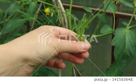 A hand carefully removes a side shoot from a flowering tomato plant. The plant's development takes place in a greenhouse. Yellow flowers, stems, and succulent leaves are visible in the background. A hand carefully removes a side shoot from a flowering tomato plant. The plant's development takes place in a greenhouse. Yellow flowers, stems, and succulent leaves are visible in the background. 141583648