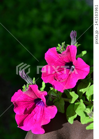朝の光に鮮やかに咲き並ぶ紫色のペチュニアの花と蕾のクローズアップ 141583961