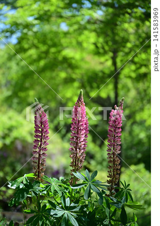 初夏の爽やかな木陰にすっと伸びて咲くピンク色のルピナスの花 のぼりふじ いわき市高野花見山 初夏の爽やかな木陰にすっと伸びて咲くピンク色のルピナスの花 のぼりふじ いわき市高野花見山 141583969