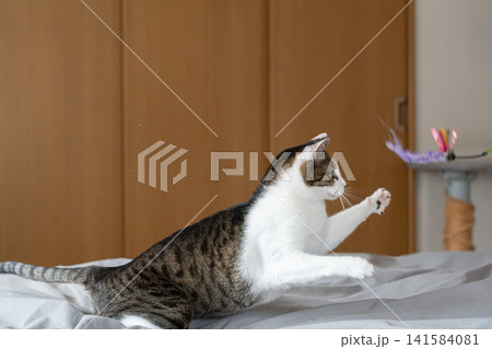おもちゃで遊ぶ猫 キジトラ猫 おもちゃで遊ぶ猫 キジトラ猫 141584081
