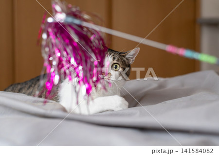 おもちゃで遊ぶ猫 キジトラ猫 おもちゃで遊ぶ猫 キジトラ猫 141584082