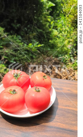 自然を背景に映えるみずみずしい夏野菜の完熟トマト 自然を背景に映えるみずみずしい夏野菜の完熟トマト 141584093