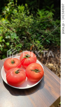 自然を背景に映えるみずみずしい夏野菜の完熟トマト 141584097