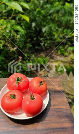 自然を背景に映えるみずみずしい夏野菜の完熟トマト 141584099