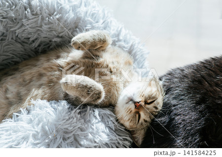 Adorable tabby cat sleeping on its back in a soft fluffy pet bed illuminated by warm natural sunlight. Cozy indoor pet lifestyle scene conveying comfort, relaxation and feline well-being. Adorable tabby cat sleeping on its back in a soft fluffy pet bed illuminated by warm natural sunlight. Cozy indoor pet lifestyle scene conveying comfort, relaxation and feline well-being. 141584225