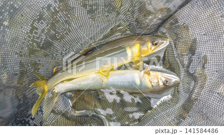 釣りたての奇麗な天然鮎 釣りたての奇麗な天然鮎 141584486