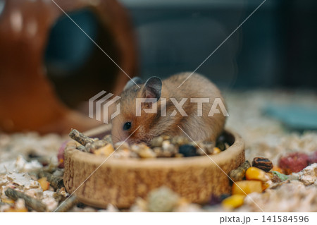 Adorable golden Syrian hamster eating a mixed seed diet from a wooden food bowl inside a cozy enclosure. Charming pet portrait representing small mammals, responsible pet care and healthy nutrition. 141584596