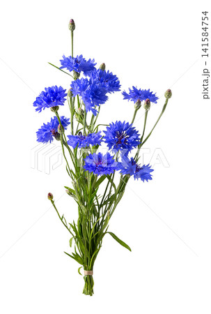 Small bouquet of vivid blue cornflowers with slender green stems, unopened buds, and textured petals isolated on transparent background Small bouquet of vivid blue cornflowers with slender green stems, unopened buds, and textured petals isolated on transparent background 141584754