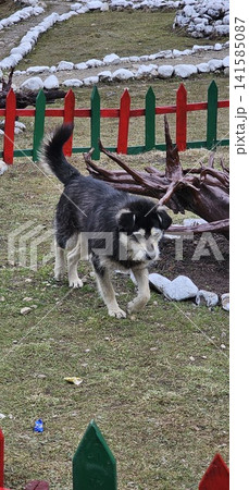 dog on the beach dog on the beach 141585087