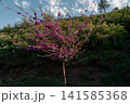 Blooming tree with pink flowers on a hillside during daytime in Lisi Lake Green Zone, Tbilisi, Georgia  141585368