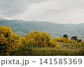 Yellow flowers bloom in Georgia mountains during cloudy sky 141585369