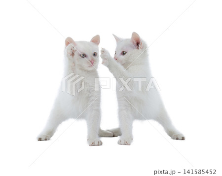 two white kittens isolated on white background two white kittens isolated on white background 141585452