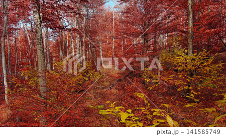 Landscape of autumn beech forest with red foliage 141585749