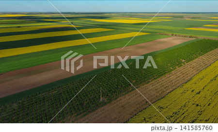 Agricultural fields with yellow rapeseed oil crops Agricultural fields with yellow rapeseed oil crops 141585760