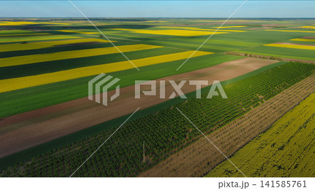 Agricultural fields with yellow rapeseed oil crops Agricultural fields with yellow rapeseed oil crops 141585761