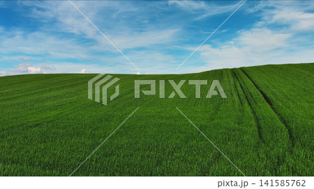 Green wheat field on hills under blue sky with clouds Green wheat field on hills under blue sky with clouds 141585762