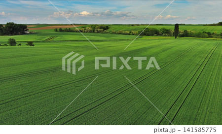 Green wheat field on hills under blue sky with clouds Green wheat field on hills under blue sky with clouds 141585775