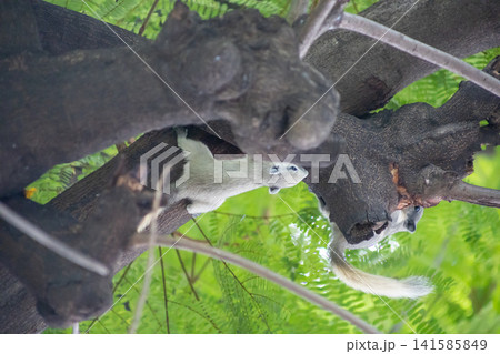 Top view of funny furry squirrel sitting on a tree, focus selective Top view of funny furry squirrel sitting on a tree, focus selective 141585849