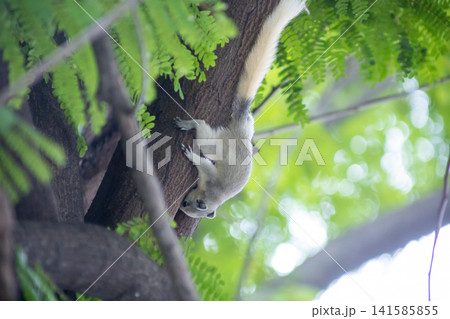 Top view of funny furry squirrel sitting on a tree, focus selective Top view of funny furry squirrel sitting on a tree, focus selective 141585855