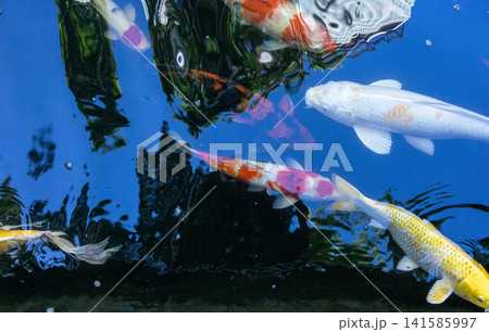 Movement of Fancy Carps Fish or Koi Swim in Pond Movement of Fancy Carps Fish or Koi Swim in Pond 141585997
