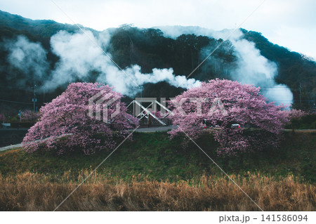 ダークな桜の風景 ダークな桜の風景 141586094