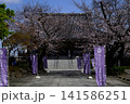 桜が満開になった寺院 141586251