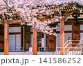 桜のある風景　伝通院 141586252
