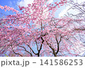 青空に映えるピンクの桜 141586253