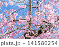 青空に映える満開の桜 141586254