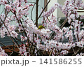 梅の花と小鳥 141586255