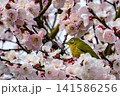 桜の蜜を吸うメジロ 141586256