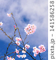 青空に映える桜 141586258