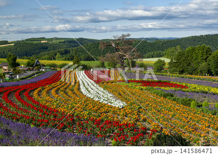 北海道富良野の花畑、色とりどりの花々が織りなす絶景 北海道富良野の花畑、色とりどりの花々が織りなす絶景 141586471