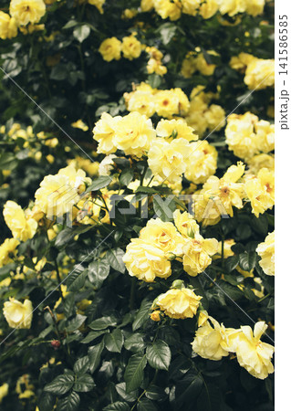 Vibrant yellow roses in full bloom surrounded by lush green foliage create a stunning floral display in a garden setting during the spring season Vibrant yellow roses in full bloom surrounded by lush green foliage create a stunning floral display in a garden setting during the spring season 141586585