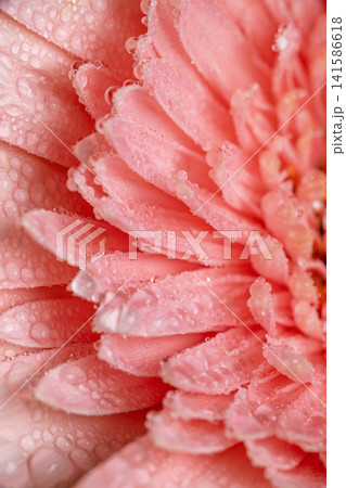 Gerbera Flower with Fresh Water Droplets. Gerbera Flower with Fresh Water Droplets. 141586618
