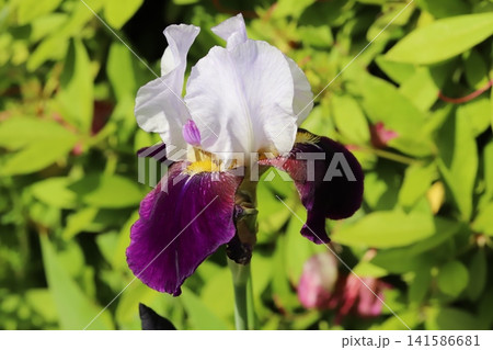 春の公園に咲く白い上向きの花びらと紫色の下向きの花びらを持つジャーマンアイリスの花 春の公園に咲く白い上向きの花びらと紫色の下向きの花びらを持つジャーマンアイリスの花 141586681