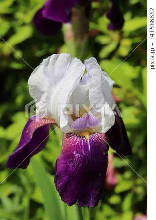春の公園に咲く白い上向きの花びらと紫色の下向きの花びらを持つジャーマンアイリスの花 春の公園に咲く白い上向きの花びらと紫色の下向きの花びらを持つジャーマンアイリスの花 141586682