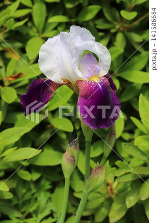 春の公園に咲く白い上向きの花びらと紫色の下向きの花びらを持つジャーマンアイリスの花 春の公園に咲く白い上向きの花びらと紫色の下向きの花びらを持つジャーマンアイリスの花 141586684