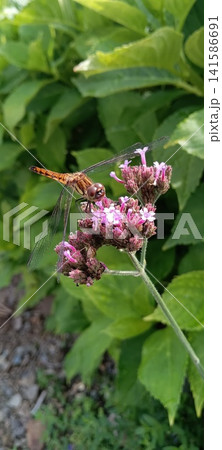 花にとまるトンボ 花にとまるトンボ 141586691