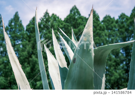 【#植物】芝生の中に育つアロエの自然風景 【#植物】芝生の中に育つアロエの自然風景 141586784
